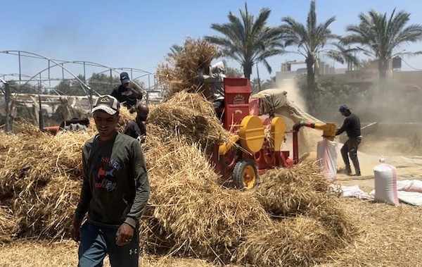 يحصد مزارعون فلسطينيون حقول القمح قرب 