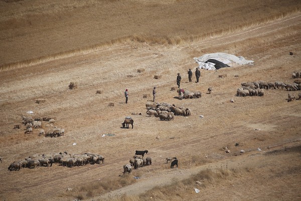 يعمل مزارعون فلسطينيون في الحقول الزراعية المحيطة بقرية سالم، شرق مدينة نابلس في الضفة الغربية، في 22 يونيو/حزيران 2026. تصوير: محمد ناصر
