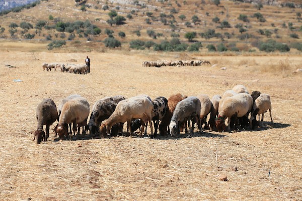 يعمل مزارعون فلسطينيون في حقل قمح خلال موسم الحصاد في سهول قرية سالم، شرق مدينة نابلس بالضفة الغربية، في 24 يونيو/حزيران 2026. تصوير: محمد ناصر