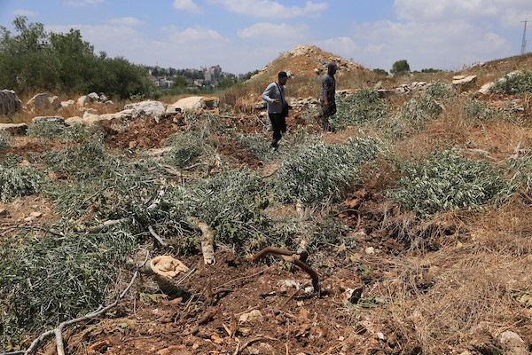 يتفقد مزارعون فلسطينيون أراضيهم الزراعية والأضرار التي لحقت بأشجار الزيتون بعد أن اقتلعتها جرافات الجيش الإسرائيلي في قرية ماداما، جنوب نابلس في الضفة الغربية المحتلة، في 9 يوليو/تموز 2026. صورة: محمد ناصر