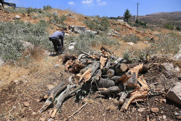 يتفقد مزارعون فلسطينيون أراضيهم الزراعية والأضرار التي لحقت بأشجار الزيتون بعد أن اقتلعتها جرافات الجيش الإسرائيلي في قرية ماداما، جنوب نابلس في الضفة الغربية المحتلة، في 9 يوليو/تموز 2026. صورة: محمد ناصر