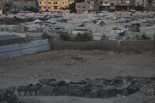 فلسطينيون نازحون يعيشون في خيام مهترئة متجمعة في دير البلح، وسط قطاع غزة، في 30 يونيو/حزيران 2026، وسط نقص حاد في الغذاء والمياه والخدمات الأساسية. تصوير: حسن الجدي