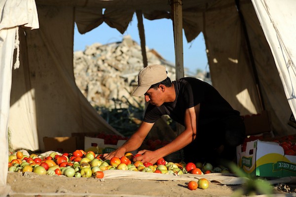 فلسطينيون يحصدون محاصيلهم من الأراضي الزراعية قرب منازلهم المدمرة غرب حي الزيتون، جنوب مدينة غزة، بتاريخ 20 يوليو/تموز 2026.