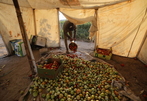 فلسطينيون يحصدون محاصيلهم من الأراضي الزراعية قرب منازلهم المدمرة غرب حي الزيتون، جنوب مدينة غزة، بتاريخ 20 يوليو/تموز 2026.