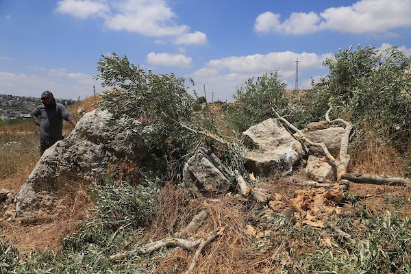 يتفقد مزارعون فلسطينيون أراضيهم الزراعية والأضرار التي لحقت بأشجار الزيتون بعد أن اقتلعتها جرافات الجيش الإسرائيلي في قرية ماداما، جنوب نابلس في الضفة الغربية المحتلة، في 9 يوليو/تموز 2026. صورة: محمد ناصر