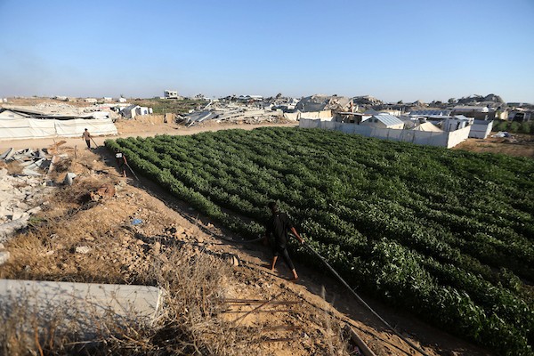 فلسطينيون يحصدون محاصيلهم من الأراضي الزراعية قرب منازلهم المدمرة غرب حي الزيتون، جنوب مدينة غزة، بتاريخ 20 يوليو/تموز 2026.