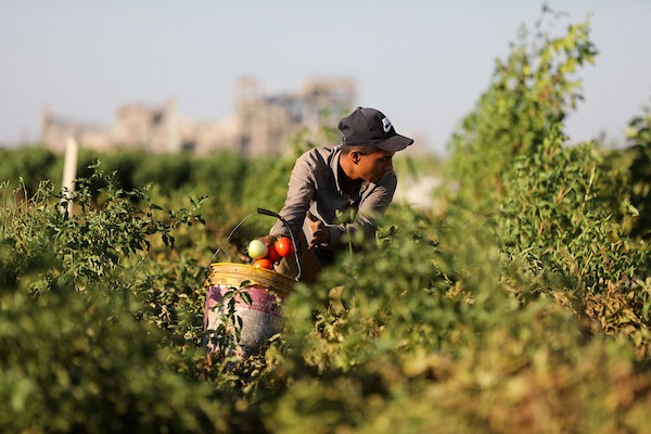 فلسطينيون يحصدون محاصيلهم من الأراضي الزراعية قرب منازلهم المدمرة غرب حي الزيتون، جنوب مدينة غزة، بتاريخ 20 يوليو/تموز 2026.