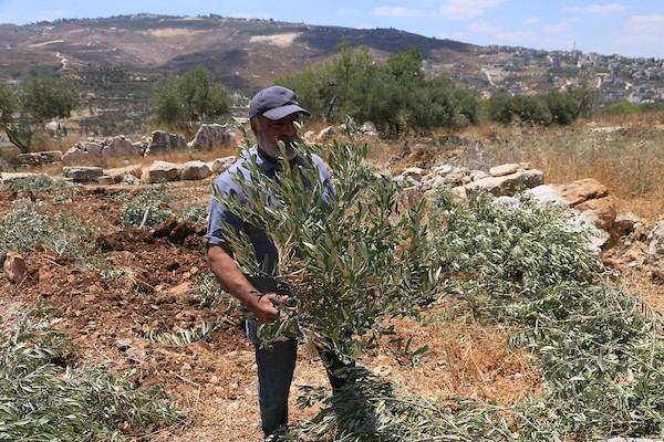 يتفقد مزارعون فلسطينيون أراضيهم الزراعية والأضرار التي لحقت بأشجار الزيتون بعد أن اقتلعتها جرافات الجيش الإسرائيلي في قرية ماداما، جنوب نابلس في الضفة الغربية المحتلة، في 9 يوليو/تموز 2026. صورة: محمد ناصر
