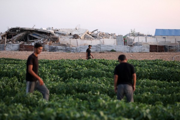 فلسطينيون يحصدون محاصيلهم من الأراضي الزراعية قرب منازلهم المدمرة غرب حي الزيتون، جنوب مدينة غزة، بتاريخ 20 يوليو/تموز 2026.
