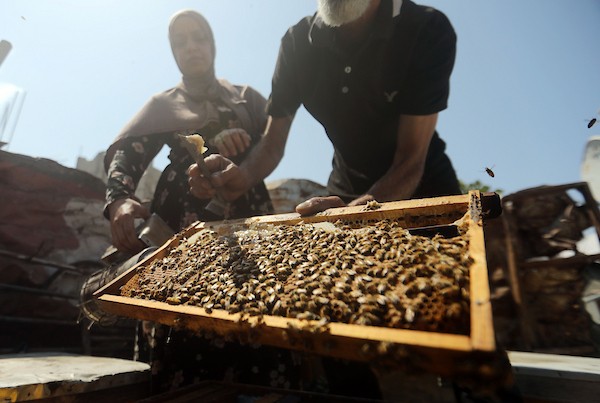 نيفين الأشقر وزوجها يعتنيان بخلية نحل نجت من الحرب فوق منزلهما المتضرر في مخيم جباليا، 18 أغسطس/آب 2026. تصوير: بلال أسامة