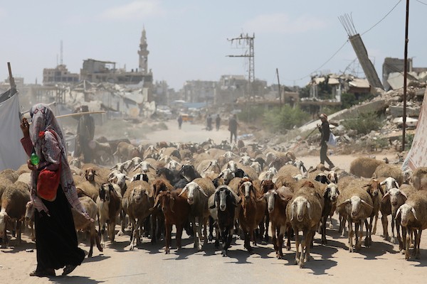 فلسطينيون يرعون الأغنام والإبل قرب خيام ومبانٍ مدمرة في منطقة المغراقة وسط قطاع غزة، بينما تستمر الأنشطة اليومية وسط الأنقاض وآثار الحرب. (تصوير: حسن الجدي)