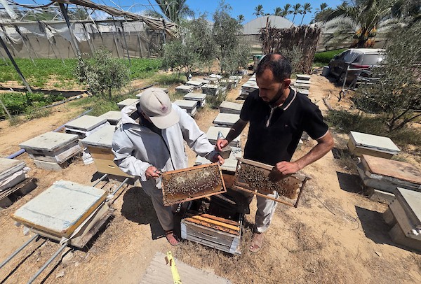 النحال الفلسطيني سامح العقاد يعمل في منحله بمدينة خان يونس جنوب قطاع غزة، في 29 أغسطس/آب 2026. (تصوير: طارق محمد)