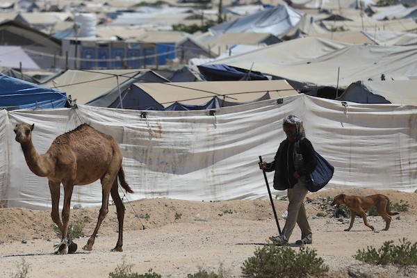 فلسطينيون يرعون الأغنام والإبل قرب خيام ومبانٍ مدمرة في منطقة المغراقة وسط قطاع غزة، بينما تستمر الأنشطة اليومية وسط الأنقاض وآثار الحرب. (تصوير: حسن الجدي)