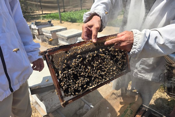 النحال الفلسطيني سامح العقاد يعمل في منحله بمدينة خان يونس جنوب قطاع غزة، في 29 أغسطس/آب 2026. (تصوير: طارق محمد)