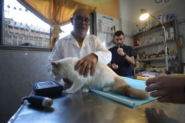الطبيب البيطري الفلسطيني فايز الحداد يعالج حيواناً داخل عيادته في مخيم النصيرات وسط قطاع غزة، في 26 أغسطس/آب 2026، وسط نقص حاد في الأدوية والمستلزمات البيطرية وصعوبات في تأمين الغذاء للحيوانات. تصوير: حسن الجدي.