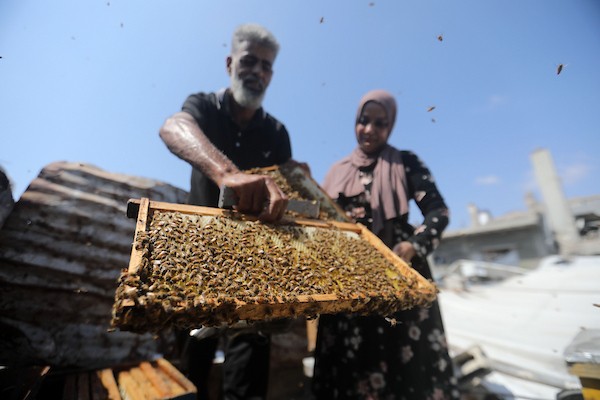نيفين الأشقر وزوجها يعتنيان بخلية نحل نجت من الحرب فوق منزلهما المتضرر في مخيم جباليا، 18 أغسطس/آب 2026. تصوير: بلال أسامة