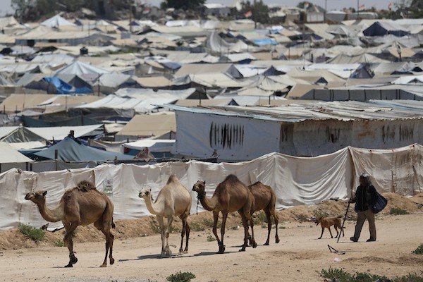 فلسطينيون يرعون الأغنام والإبل قرب خيام ومبانٍ مدمرة في منطقة المغراقة وسط قطاع غزة، بينما تستمر الأنشطة اليومية وسط الأنقاض وآثار الحرب. (تصوير: حسن الجدي)