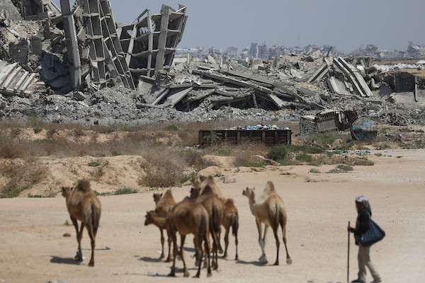 فلسطينيون يرعون الأغنام والإبل قرب خيام ومبانٍ مدمرة في منطقة المغراقة وسط قطاع غزة، بينما تستمر الأنشطة اليومية وسط الأنقاض وآثار الحرب. (تصوير: حسن الجدي)