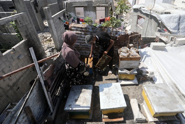 نيفين الأشقر وزوجها يعتنيان بخلية نحل نجت من الحرب فوق منزلهما المتضرر في مخيم جباليا، 18 أغسطس/آب 2026. تصوير: بلال أسامة