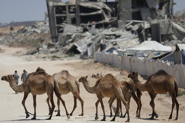 فلسطينيون يرعون الأغنام والإبل قرب خيام ومبانٍ مدمرة في منطقة المغراقة وسط قطاع غزة، بينما تستمر الأنشطة اليومية وسط الأنقاض وآثار الحرب. (تصوير: حسن الجدي)
