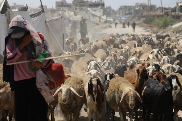 فلسطينيون يرعون الأغنام والإبل قرب خيام ومبانٍ مدمرة في منطقة المغراقة وسط قطاع غزة، بينما تستمر الأنشطة اليومية وسط الأنقاض وآثار الحرب. (تصوير: حسن الجدي)