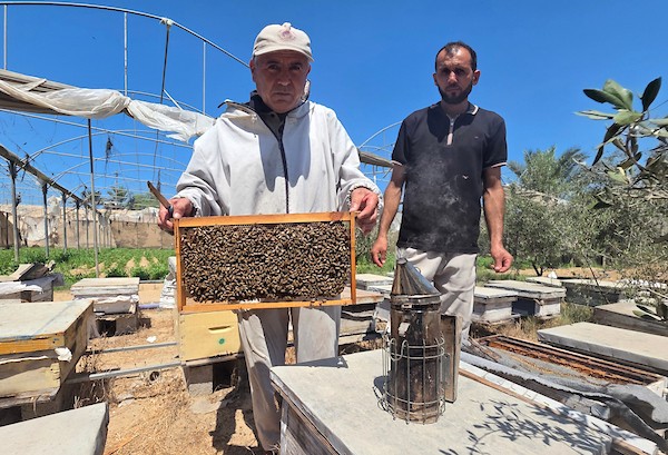 النحال الفلسطيني سامح العقاد يعمل في منحله بمدينة خان يونس جنوب قطاع غزة، في 29 أغسطس/آب 2026. (تصوير: طارق محمد)