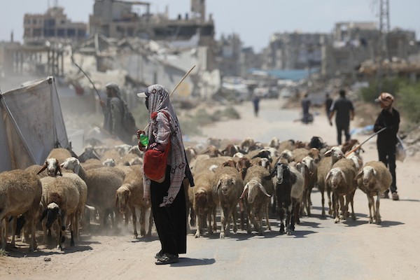 فلسطينيون يرعون الأغنام والإبل قرب خيام ومبانٍ مدمرة في منطقة المغراقة وسط قطاع غزة، بينما تستمر الأنشطة اليومية وسط الأنقاض وآثار الحرب. (تصوير: حسن الجدي)