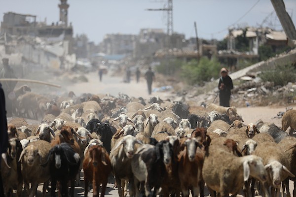 فلسطينيون يرعون الأغنام والإبل قرب خيام ومبانٍ مدمرة في منطقة المغراقة وسط قطاع غزة، بينما تستمر الأنشطة اليومية وسط الأنقاض وآثار الحرب. (تصوير: حسن الجدي)
