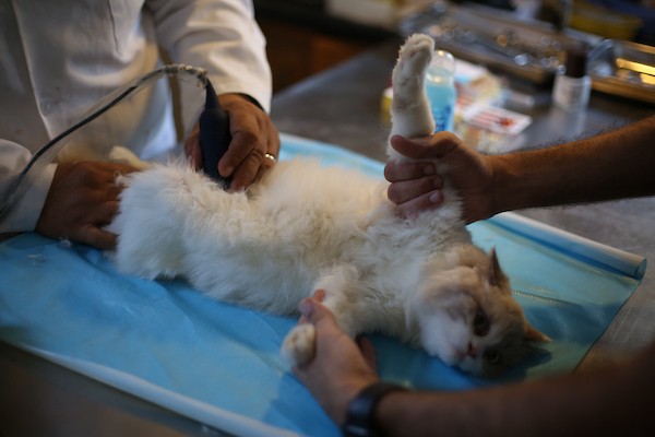 الطبيب البيطري الفلسطيني فايز الحداد يعالج حيواناً داخل عيادته في مخيم النصيرات وسط قطاع غزة، في 26 أغسطس/آب 2026، وسط نقص حاد في الأدوية والمستلزمات البيطرية وصعوبات في تأمين الغذاء للحيوانات. تصوير: حسن الجدي.