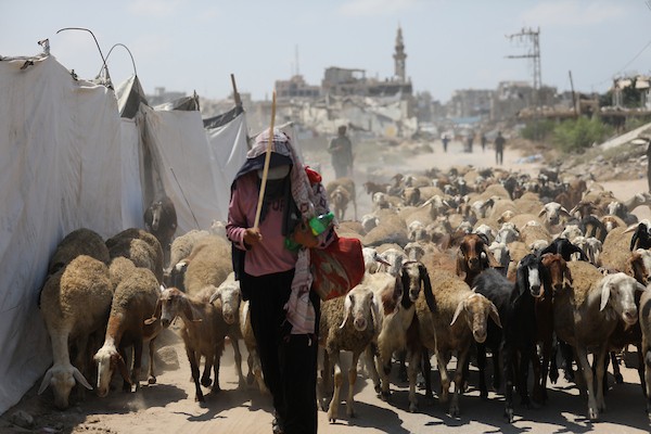 فلسطينيون يرعون الأغنام والإبل قرب خيام ومبانٍ مدمرة في منطقة المغراقة وسط قطاع غزة، بينما تستمر الأنشطة اليومية وسط الأنقاض وآثار الحرب. (تصوير: حسن الجدي)