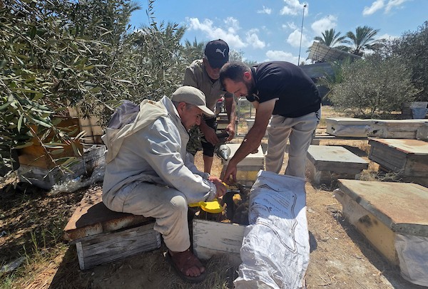 النحال الفلسطيني سامح العقاد يعمل في منحله بمدينة خان يونس جنوب قطاع غزة، في 29 أغسطس/آب 2026. (تصوير: طارق محمد)
