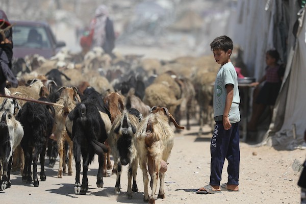 فلسطينيون يرعون الأغنام والإبل قرب خيام ومبانٍ مدمرة في منطقة المغراقة وسط قطاع غزة، بينما تستمر الأنشطة اليومية وسط الأنقاض وآثار الحرب. (تصوير: حسن الجدي)