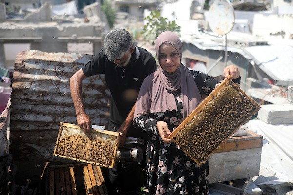 نيفين الأشقر وزوجها يعتنيان بخلية نحل نجت من الحرب فوق منزلهما المتضرر في مخيم جباليا، 18 أغسطس/آب 2026. تصوير: بلال أسامة
