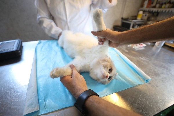الطبيب البيطري الفلسطيني فايز الحداد يعالج حيواناً داخل عيادته في مخيم النصيرات وسط قطاع غزة، في 26 أغسطس/آب 2026، وسط نقص حاد في الأدوية والمستلزمات البيطرية وصعوبات في تأمين الغذاء للحيوانات. تصوير: حسن الجدي.
