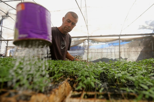 عامل فلسطيني يعتني بالشتلات داخل مشتل بلدية غزة، حيث تحولت علب المساعدات الغذائية الفارغة إلى أوعية للزراعة في محاولة لإحياء الغطاء النباتي المتضرر من الحرب، غزة، 8 أغسطس/آب 2026. (تصوير: بلال أسامة)