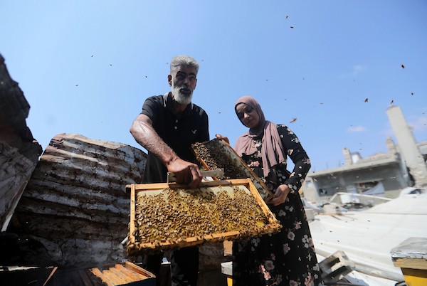 نيفين الأشقر وزوجها يعتنيان بخلية نحل نجت من الحرب فوق منزلهما المتضرر في مخيم جباليا، 18 أغسطس/آب 2026. تصوير: بلال أسامة