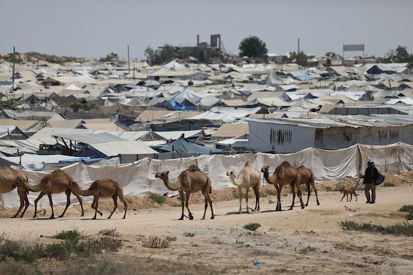 فلسطينيون يرعون الأغنام والإبل قرب خيام ومبانٍ مدمرة في منطقة المغراقة وسط قطاع غزة، بينما تستمر الأنشطة اليومية وسط الأنقاض وآثار الحرب. (تصوير: حسن الجدي)