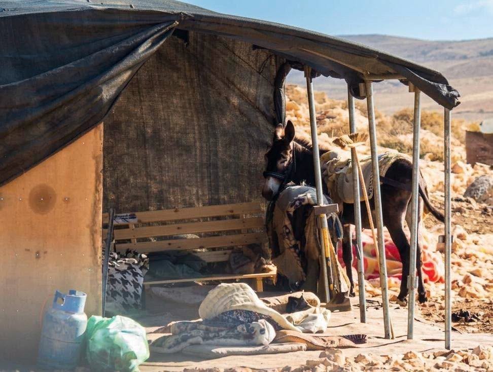 مستعمرون يسرقون حماراً من تجمع معازي جبع شمالي القدس المحتلة، بالقرب من بؤرة استيطانية جديدة في المنطقة.jpg
