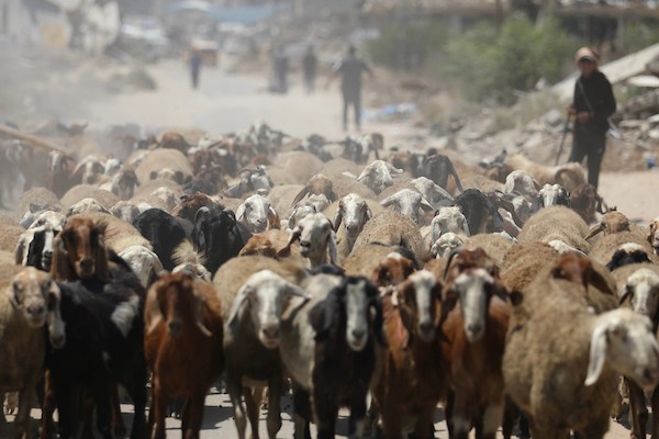 فلسطينيون يرعون الأغنام والإبل قرب خيام ومبانٍ مدمرة في منطقة المغراقة وسط قطاع غزة، بينما تستمر الأنشطة اليومية وسط الأنقاض وآثار الحرب. (تصوير: حسن الجدي)