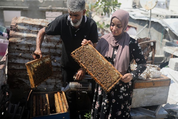 نيفين الأشقر وزوجها يعتنيان بخلية نحل نجت من الحرب فوق منزلهما المتضرر في مخيم جباليا، 18 أغسطس/آب 2026. تصوير: بلال أسامة