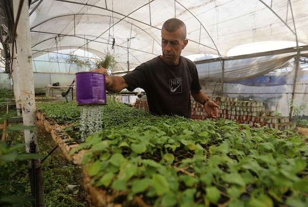 عامل فلسطيني يعتني بالشتلات داخل مشتل بلدية غزة، حيث تحولت علب المساعدات الغذائية الفارغة إلى أوعية للزراعة في محاولة لإحياء الغطاء النباتي المتضرر من الحرب، غزة، 8 أغسطس/آب 2026. (تصوير: بلال أسامة)