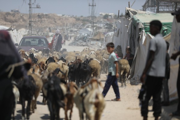 فلسطينيون يرعون الأغنام والإبل قرب خيام ومبانٍ مدمرة في منطقة المغراقة وسط قطاع غزة، بينما تستمر الأنشطة اليومية وسط الأنقاض وآثار الحرب. (تصوير: حسن الجدي)