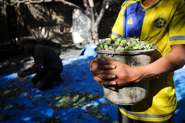 عائلة فلسطينية تقطف ثمار الزيتون في دير البلح وسط قطاع غزة، في 28 سبتمبر/أيلول 2026، للمرة الأولى منذ عامين. (صورة: معز صالحي)