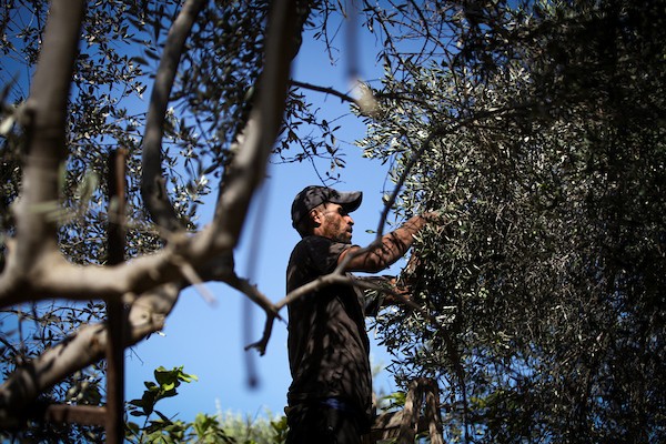 عائلة فلسطينية تقطف ثمار الزيتون في دير البلح وسط قطاع غزة، في 28 سبتمبر/أيلول 2026، للمرة الأولى منذ عامين. (صورة: معز صالحي)