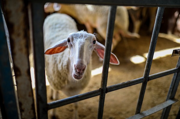 مربّو ماشية ودواجن فلسطينيون يتفقدون أغنامًا ودجاجًا وطيور سمان في مزرعة بحي الزيتون بمدينة غزة، في 29 سبتمبر/أيلول 2026. (صورة: بلال أسامة)