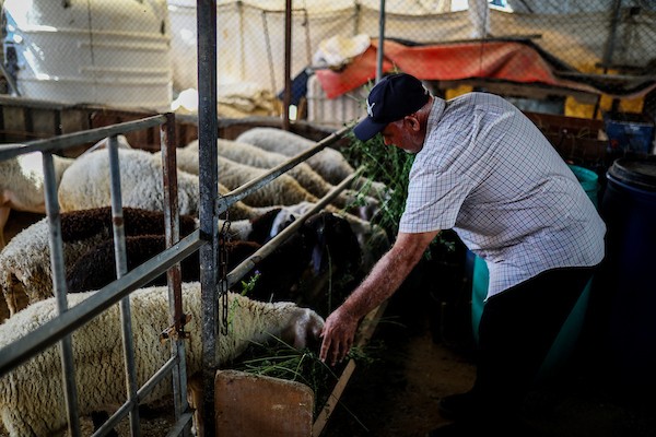مربّو ماشية ودواجن فلسطينيون يتفقدون أغنامًا ودجاجًا وطيور سمان في مزرعة بحي الزيتون بمدينة غزة، في 29 سبتمبر/أيلول 2026. (صورة: بلال أسامة)