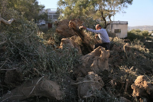 يتفقد فلسطينيون أشجار زيتون اقتُلعت خلال عمليات تجريف الأراضي التي نفذتها جرافات إسرائيلية في بلدة عرابة، جنوب غرب جنين، بالضفة الغربية، في 3 سبتمبر/أيلول 2026. (صورة: محمد ناصر)