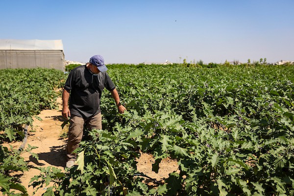 المزارع الفلسطيني عزمي ارحيم يزرع أرضه في حي الزيتون بمدينة غزة، في 28 سبتمبر/أيلول 2026. (صورة: بلال أسامة)