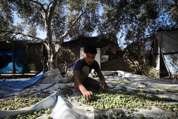 عائلة فلسطينية تقطف ثمار الزيتون في دير البلح وسط قطاع غزة، في 28 سبتمبر/أيلول 2026، للمرة الأولى منذ عامين. (صورة: معز صالحي)