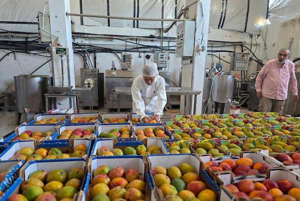 عمال فلسطينيون يواصلون العمل داخل مصنع للعصائر والآيس كريم في خان يونس، جنوب قطاع غزة، بعد استئناف الإنتاج بإمكانات محدودة(تصوير: طارق محمد)